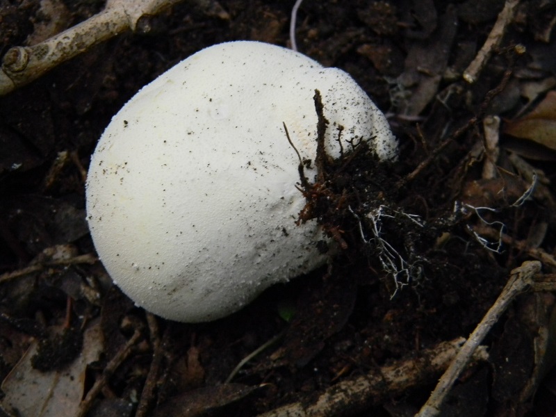3)Fotogr.il 4.03.2017.bosco misto di latifoglie