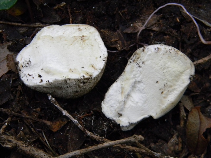 3)Fotogr.il 4.03.2017.bosco misto di latifoglie