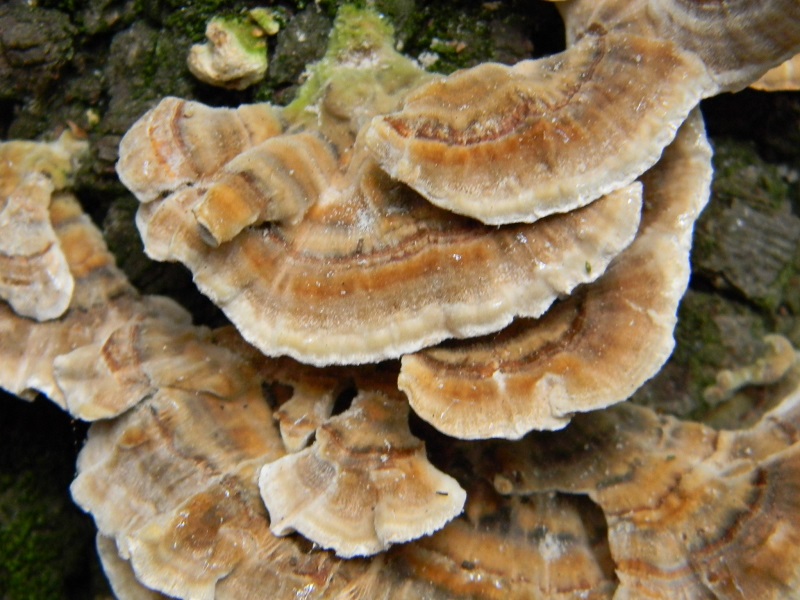 6)fotogr.il.4.03.2017.sotto pineta marina con Leccio lig.ultimo del4.03.