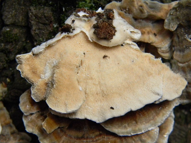 6)fotogr.il.4.03.2017.sotto pineta marina con Leccio lig.ultimo del4.03.