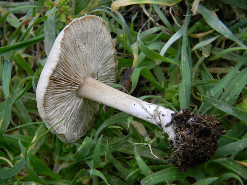 5)Fotogr.il 4.03.2017.sotto pineta marina con Leccio