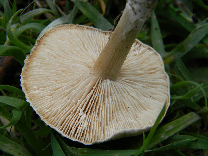 5)Fotogr.il 4.03.2017.sotto pineta marina con Leccio