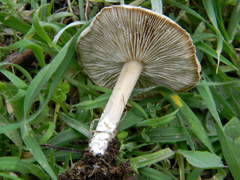 5)Fotogr.il 4.03.2017.sotto pineta marina con Leccio