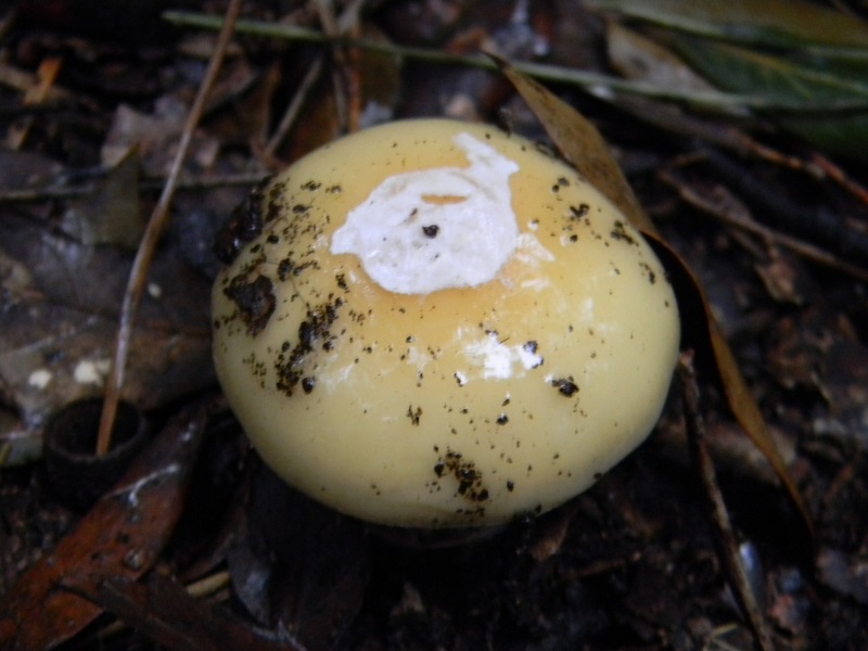 1)Fotogr.il 7.03.2017.sotto Leccio terreno sabbioso