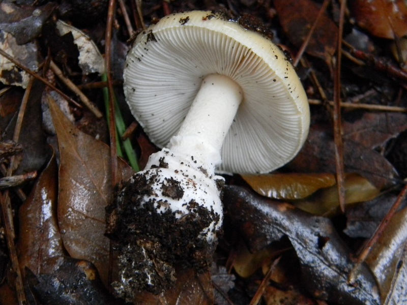 1)Fotogr.il 7.03.2017.sotto Leccio terreno sabbioso