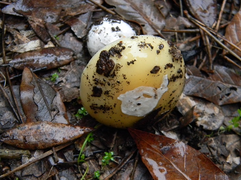 1)Fotogr.il 7.03.2017.sotto Leccio terreno sabbioso