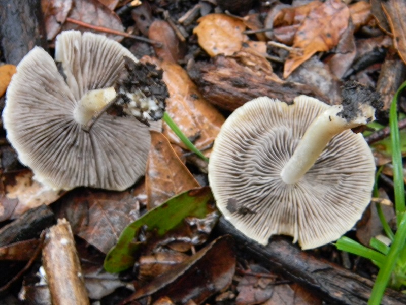 2)Fotogr.il 7.03.2017.sotto Leccio terreno sabbioso