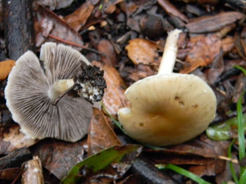 2)Fotogr.il 7.03.2017.sotto Leccio terreno sabbioso