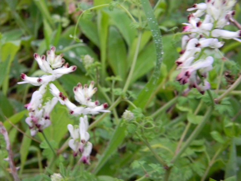 Fumaria cfr. capreolata