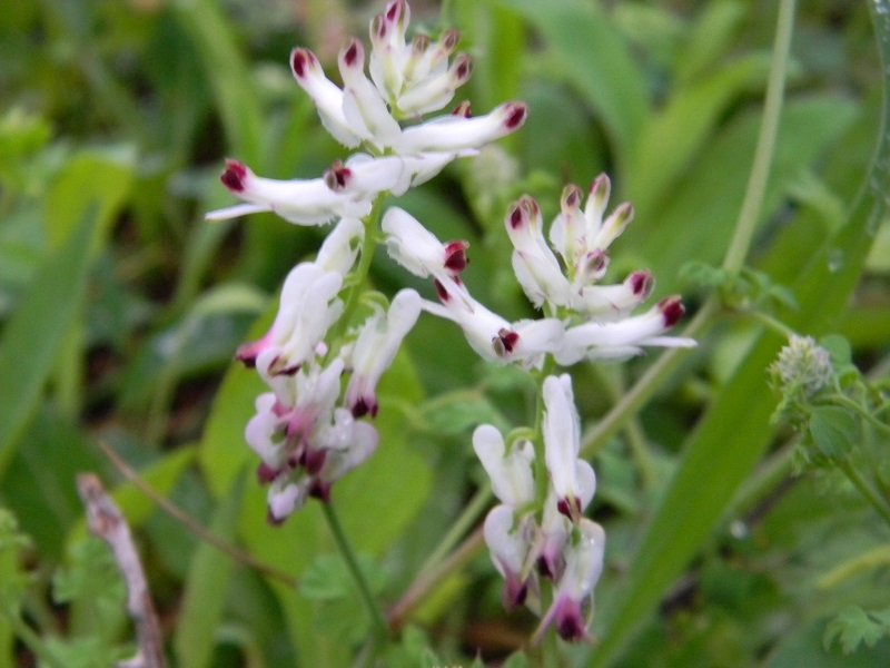 Fumaria cfr. capreolata