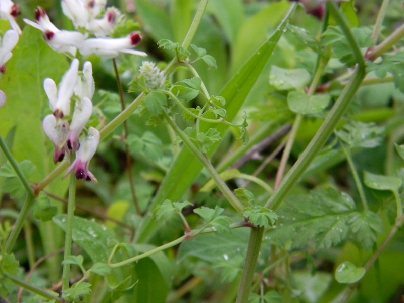Fumaria cfr. capreolata