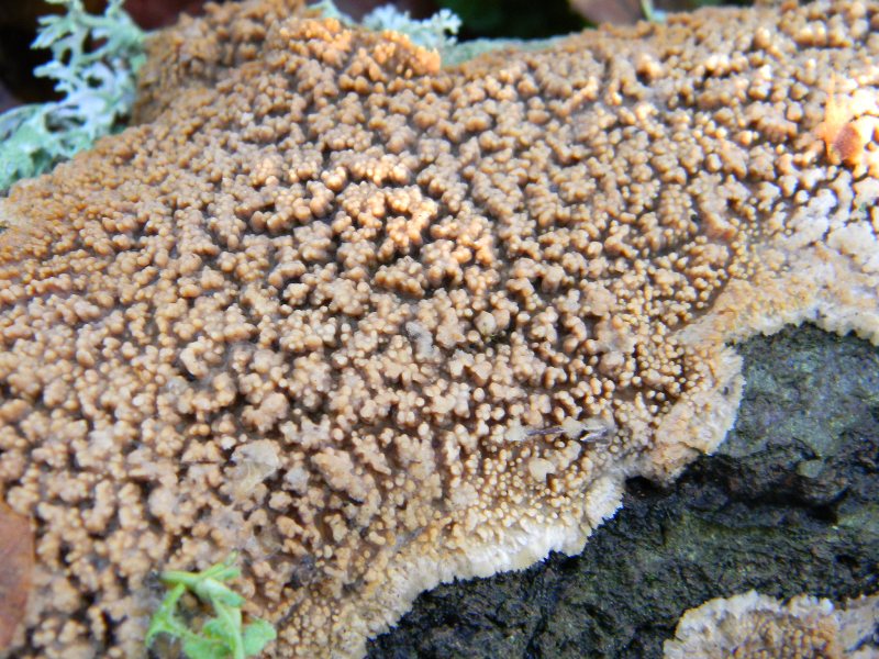 2) Fotogr. il 9.03.2013. sotto Quercia (Radulomyces molaris)