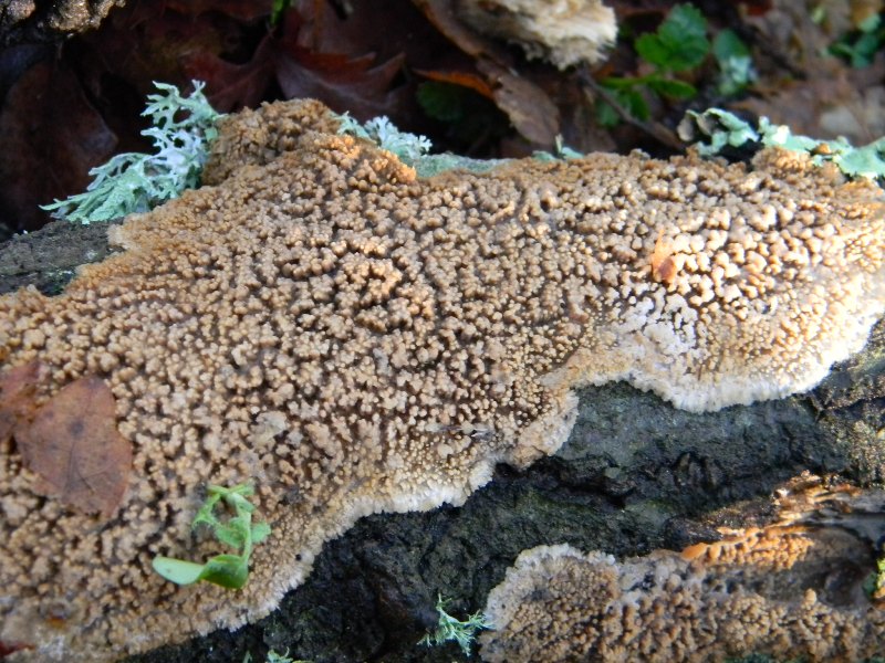 2) Fotogr. il 9.03.2013. sotto Quercia (Radulomyces molaris)