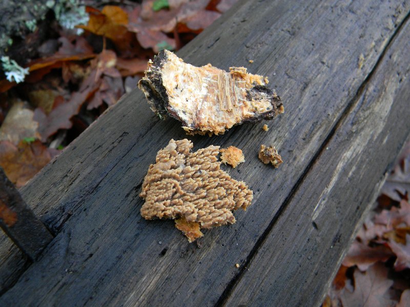 2) Fotogr. il 9.03.2013. sotto Quercia (Radulomyces molaris)