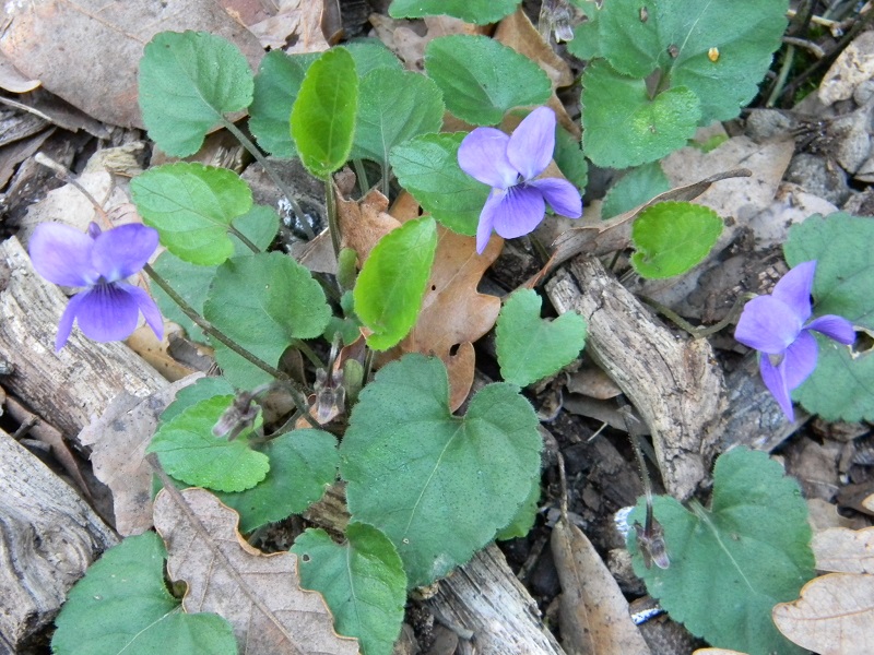 Sotto bosco tagliato di Leccio - Viola sp.