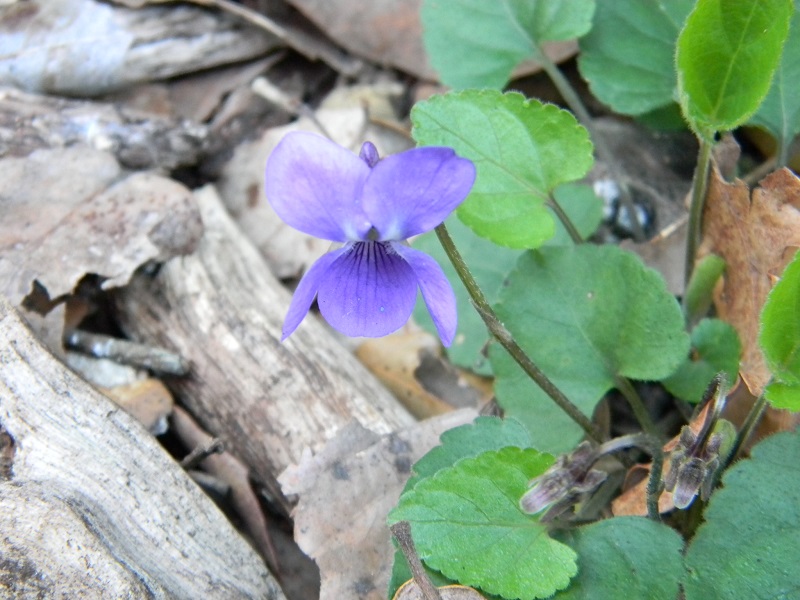 Sotto bosco tagliato di Leccio - Viola sp.