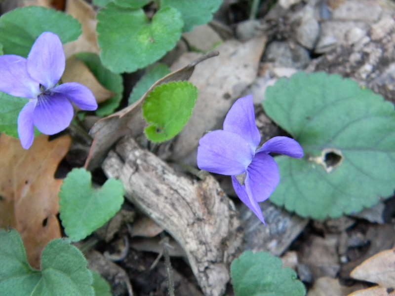 Sotto bosco tagliato di Leccio - Viola sp.