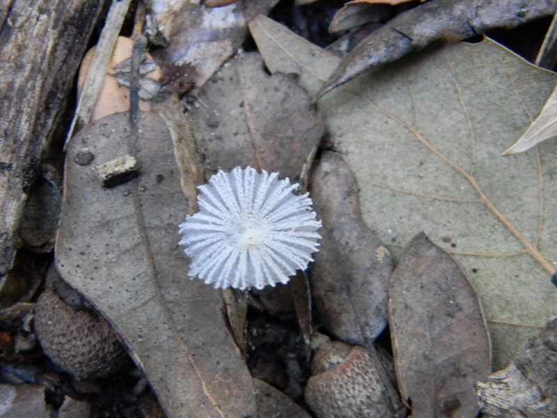 3)Fotogr.il 10.03.2017.sotto Leccio ter.sab.ultimo del 10.03