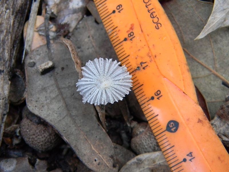 3)Fotogr.il 10.03.2017.sotto Leccio ter.sab.ultimo del 10.03