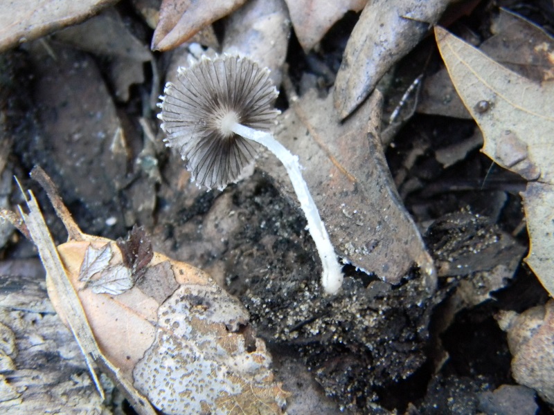 3)Fotogr.il 10.03.2017.sotto Leccio ter.sab.ultimo del 10.03