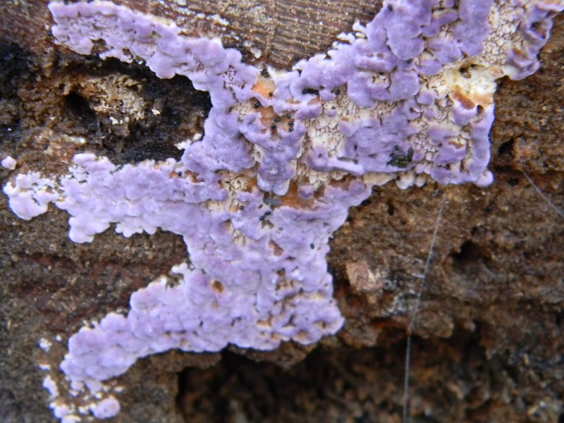 3) 9.03.2013. sotto Quercia (Trichaptum biforme)