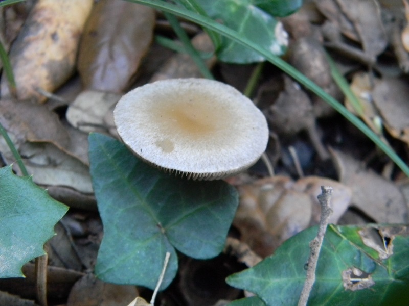 1)Fotogr.il 10.03.2017.sotrto Leccio terreno sabbioso