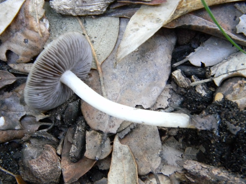 1)Fotogr.il 10.03.2017.sotrto Leccio terreno sabbioso