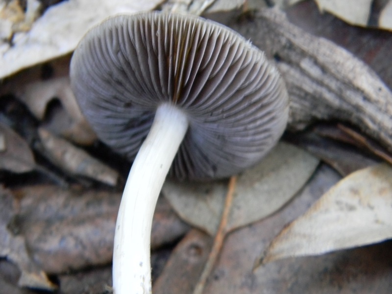 1)Fotogr.il 10.03.2017.sotrto Leccio terreno sabbioso