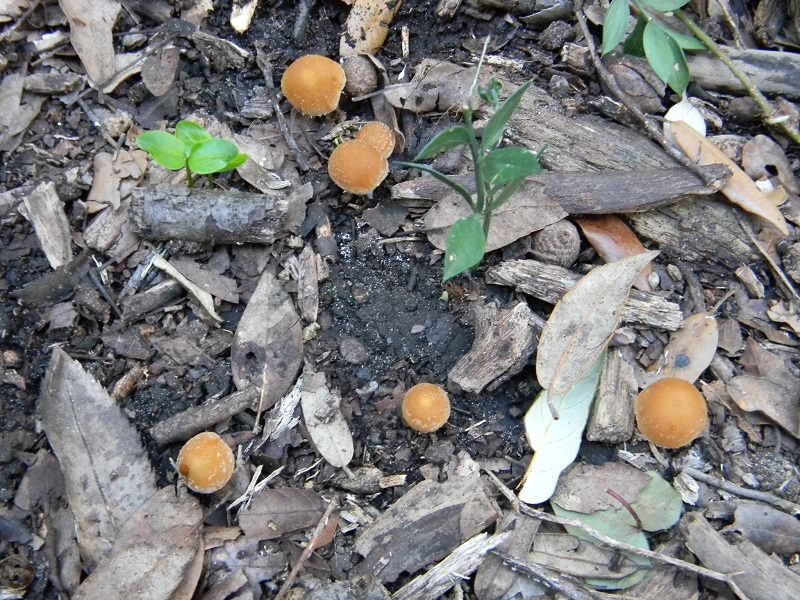 2)Fotogr.il 10.03.2017.sotto Leccio terreno sabbioso