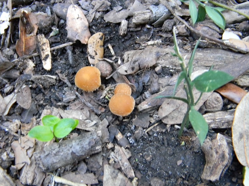 2)Fotogr.il 10.03.2017.sotto Leccio terreno sabbioso