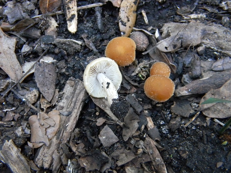 2)Fotogr.il 10.03.2017.sotto Leccio terreno sabbioso