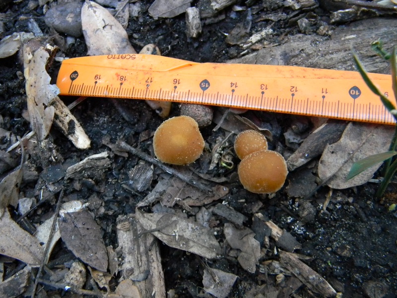 2)Fotogr.il 10.03.2017.sotto Leccio terreno sabbioso