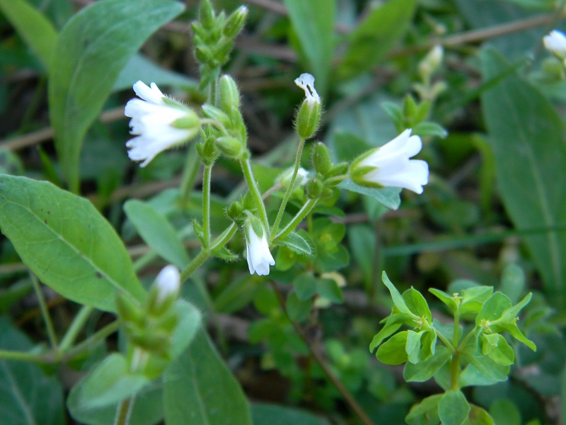 Sotto pineta marina - Cerastium sp.