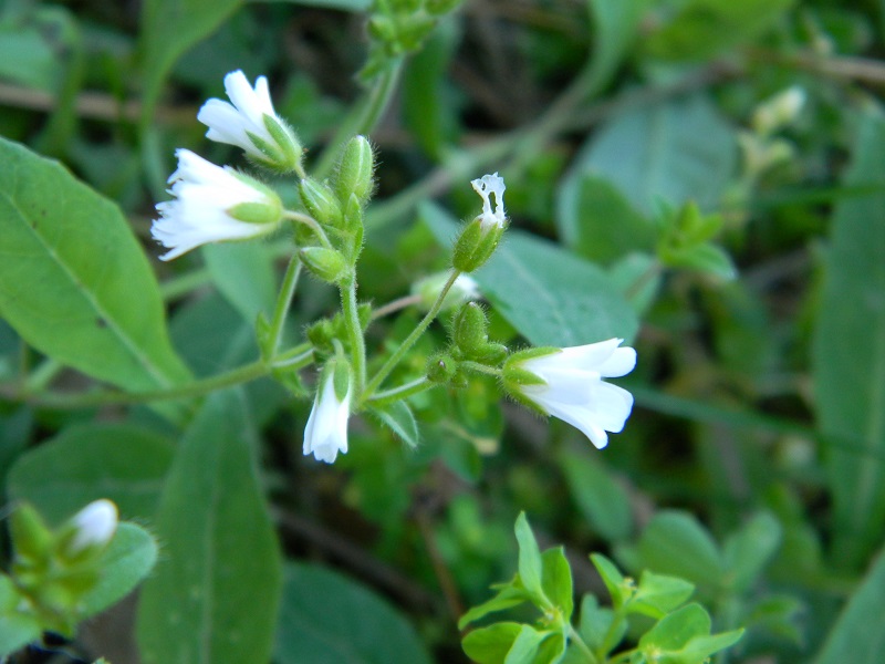 Sotto pineta marina - Cerastium sp.