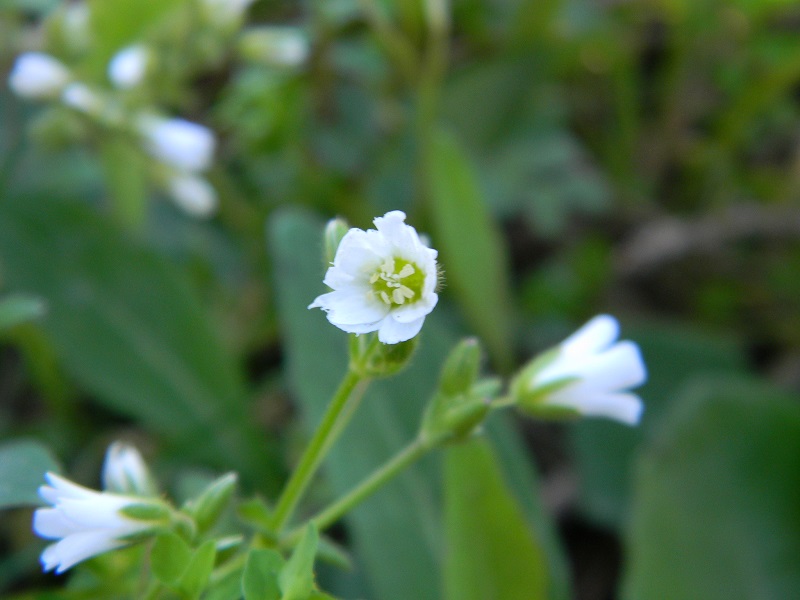 Sotto pineta marina - Cerastium sp.