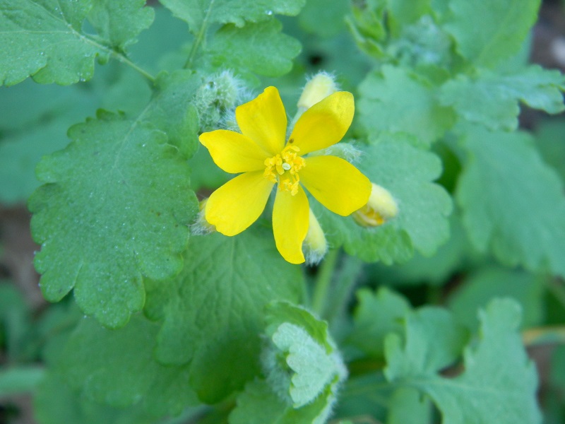 Chelidonium majus (Anomalia:con 6 petali)