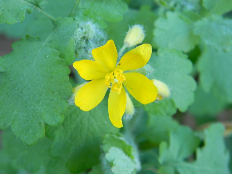 Chelidonium majus (Anomalia:con 6 petali)