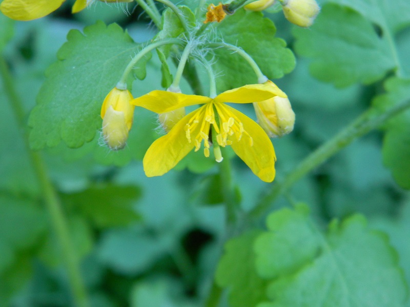 Chelidonium majus (Anomalia:con 6 petali)