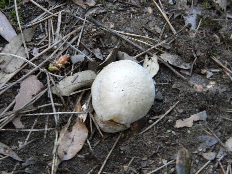 2)Fotogr.11.03.2017.sotto pineta marina con Leccio