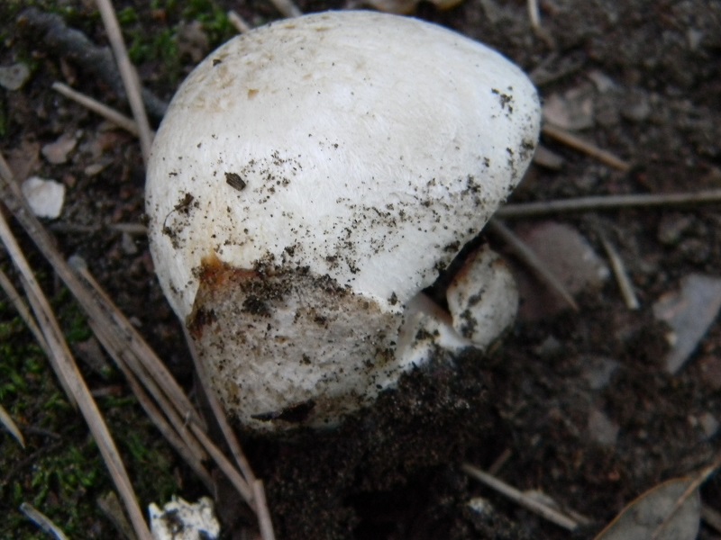 2)Fotogr.11.03.2017.sotto pineta marina con Leccio