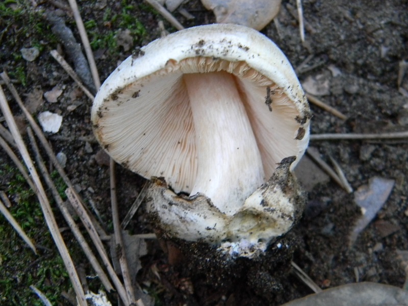 2)Fotogr.11.03.2017.sotto pineta marina con Leccio