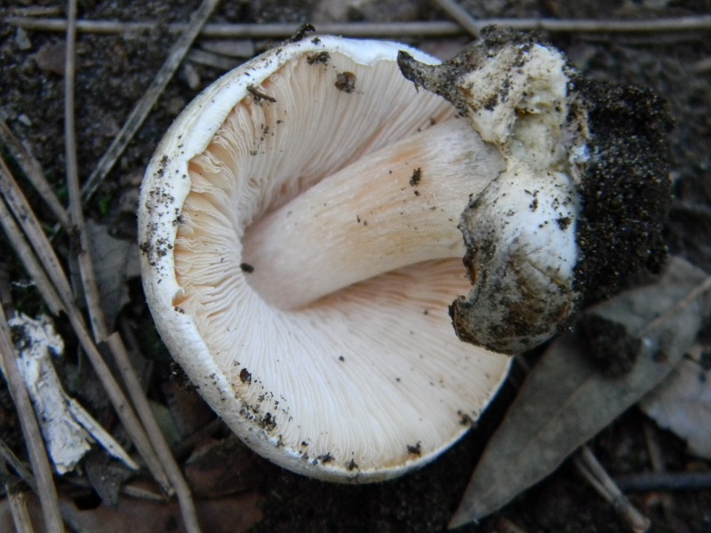 2)Fotogr.11.03.2017.sotto pineta marina con Leccio