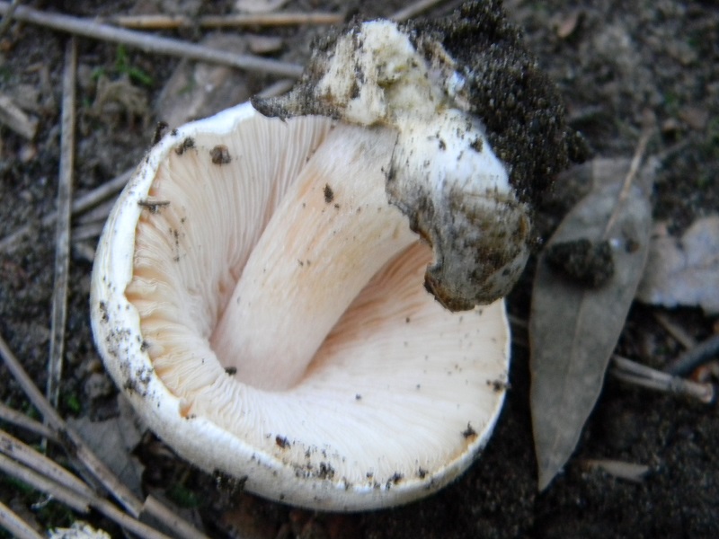 2)Fotogr.11.03.2017.sotto pineta marina con Leccio