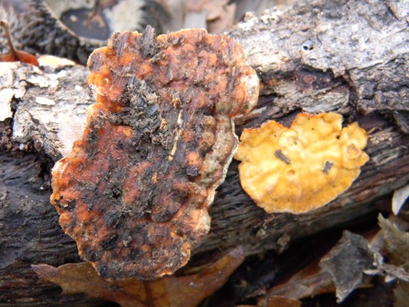 1) Fotogr. il 15.03.2013. sotto Quercia (Stereum sp.)