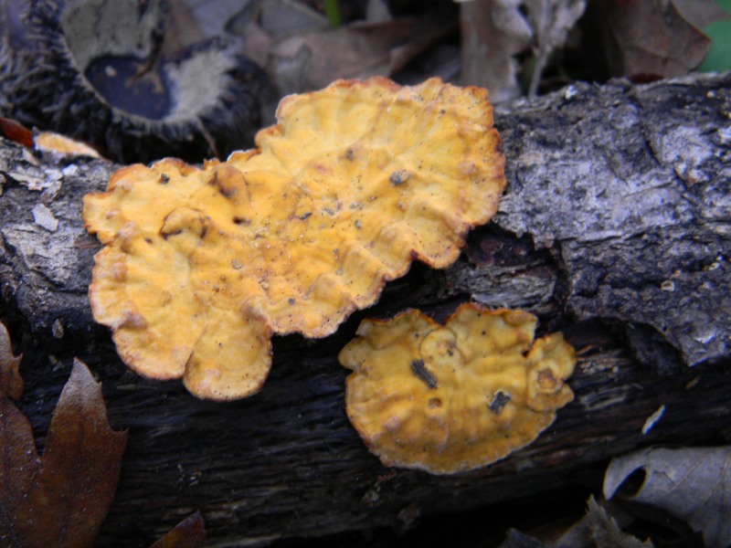 1) Fotogr. il 15.03.2013. sotto Quercia (Stereum sp.)