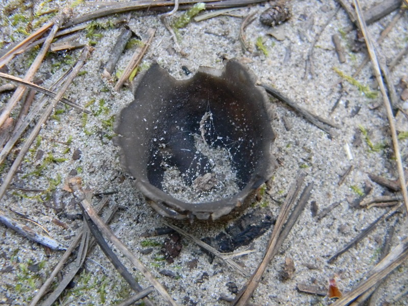 3)Fotogr.11.03.2017.sotto pineta marina con Leccio ultimo del 11.03.