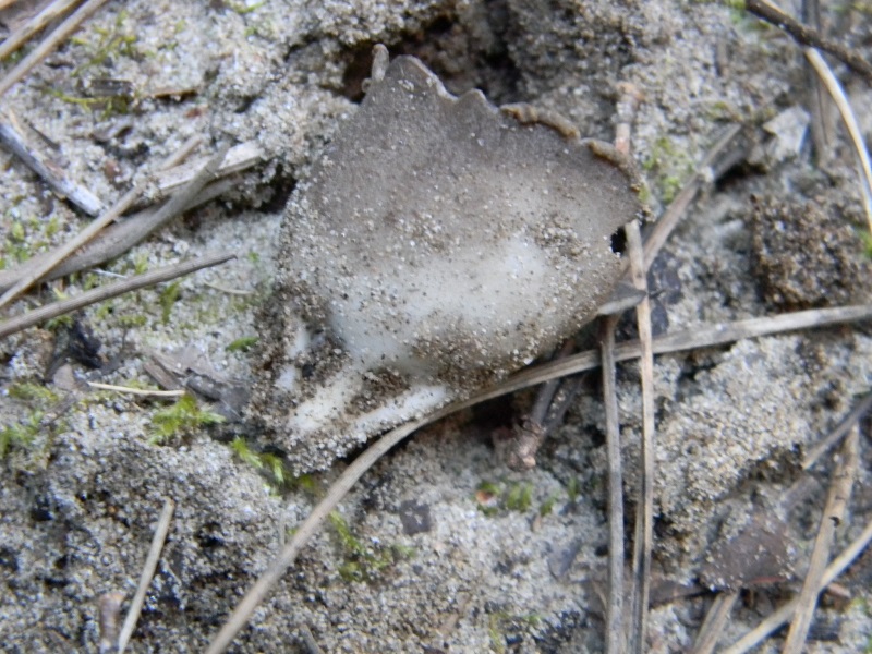 3)Fotogr.11.03.2017.sotto pineta marina con Leccio ultimo del 11.03.