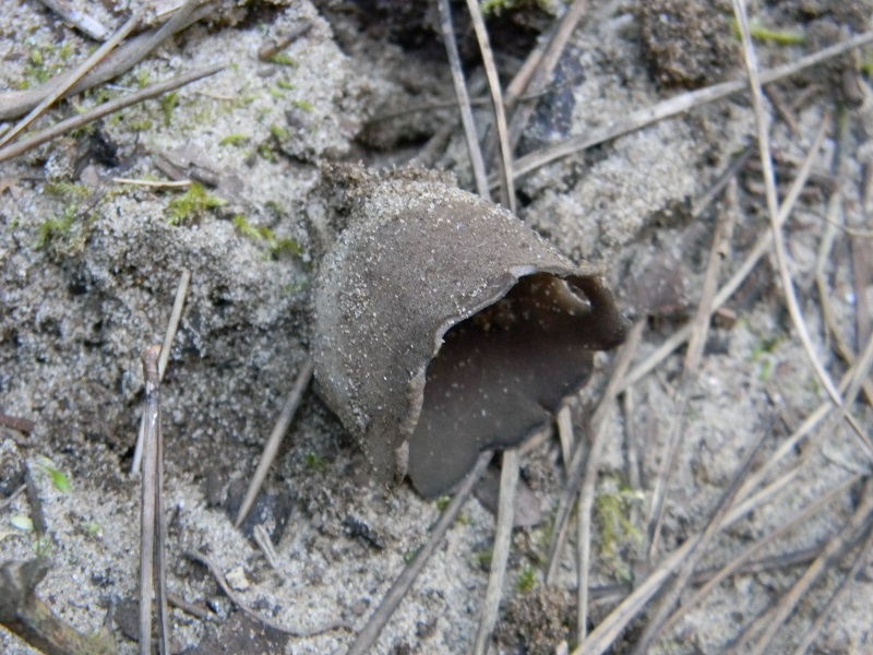 3)Fotogr.11.03.2017.sotto pineta marina con Leccio ultimo del 11.03.