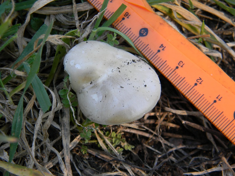 1)Fotogr.11.03.2017 sotto pineta marina con Leccio