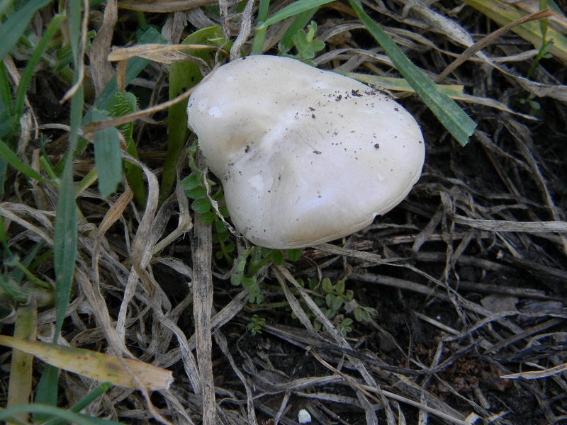 1)Fotogr.11.03.2017 sotto pineta marina con Leccio